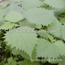 Nettle leaf Extract 0.8% Beta sitosterol, 5:1